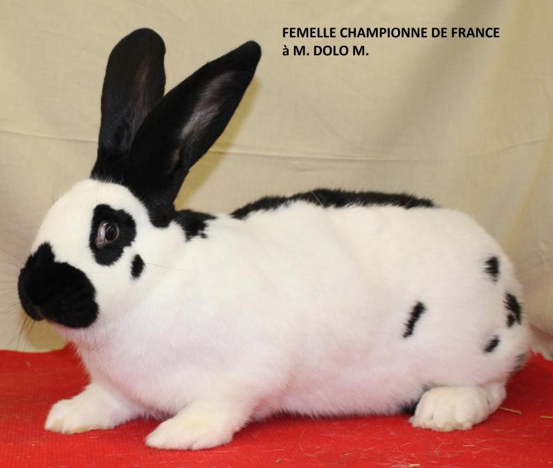 Femelle championne de france papillon 2