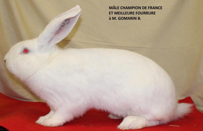 Male champion de france bouscat 2