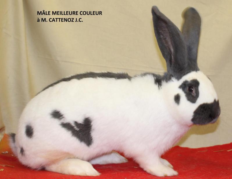 Male meilleur couleur papillon 2