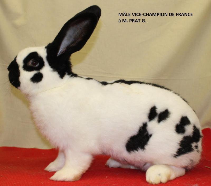 Male vice champion de france papillon 2