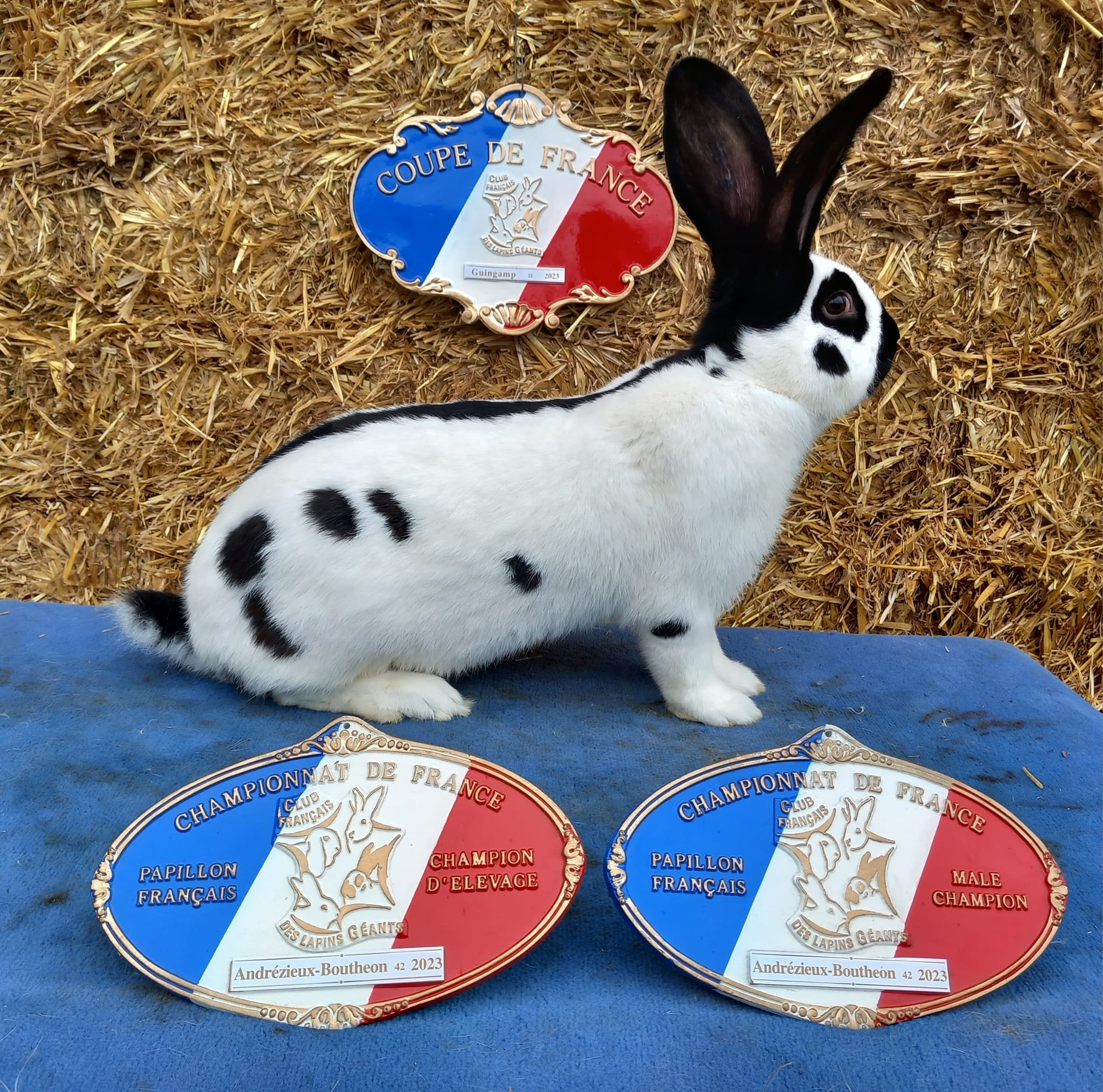 géant papillon français noir