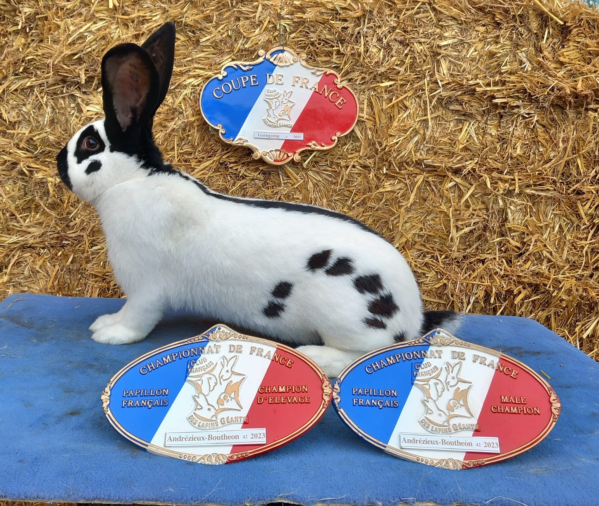 Géant papillon français noir