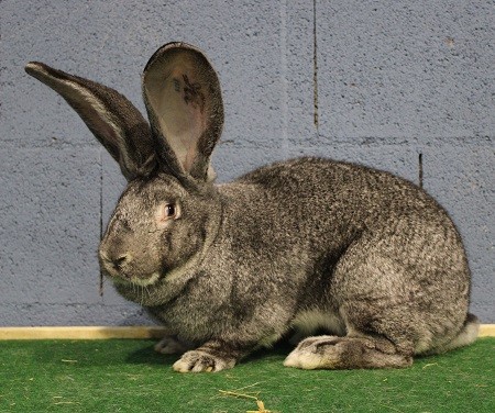 Géant des flandres chinchilla