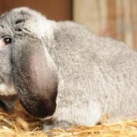 Bélier Français Chinchilla