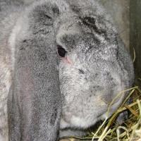 Bélier Français Chinchilla