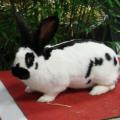 Papillon Championne Femelle a Mr PONSARD